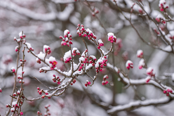 南京明孝陵梅花山寒梅傲雪迎新春